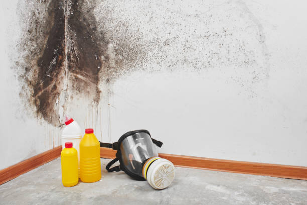 Best Post-Flood Mold Remediation in Lifornia Polytechnic State University, CA