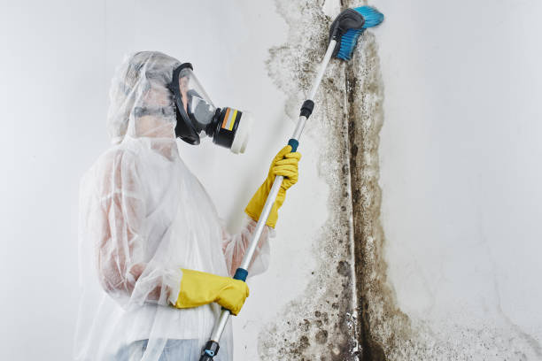 Best Mold Testing and Inspection Services in Lifornia Polytechnic State University, CA