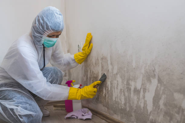 Best Attic Mold Remediation in Lifornia Polytechnic State University, CA
