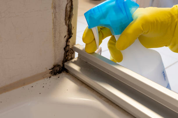 Best Mold Remediation for Specific Building Types in Lifornia Polytechnic State University, CA