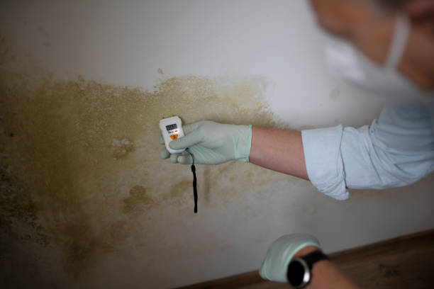 Best Crawl Space Mold Remediation in Lifornia Polytechnic State University, CA