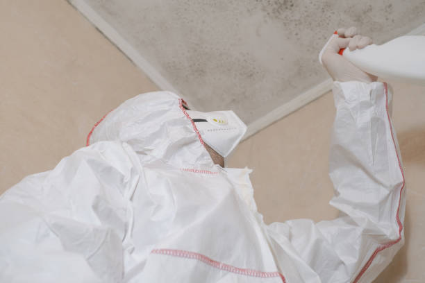 Best Black Mold Remediation in Lifornia Polytechnic State University, CA