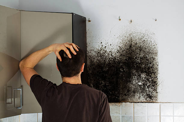 Best Localized Mold Remediation (e.g., coastal areas, humid climates) in Lifornia Polytechnic State University, CA