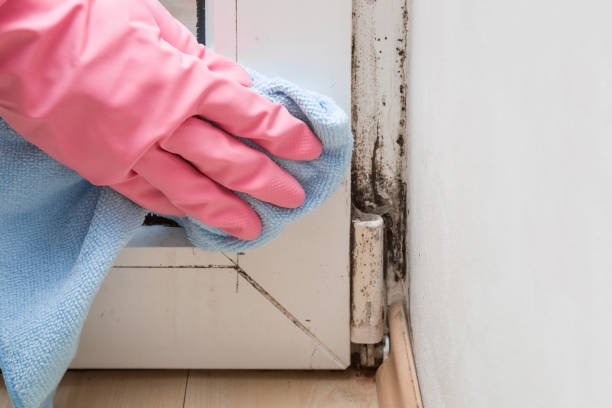  Lifornia Polytechnic State University, CA Mold Removal Pros