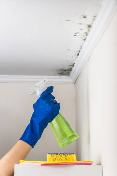 Best Crawl Space Mold Remediation in Lifornia Polytechnic State University, CA