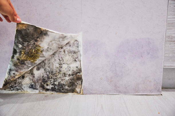 Best Attic Mold Remediation in Lifornia Polytechnic State University, CA